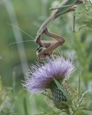 Mantis Vs Bumble Bee