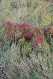 Marshlands, Grass